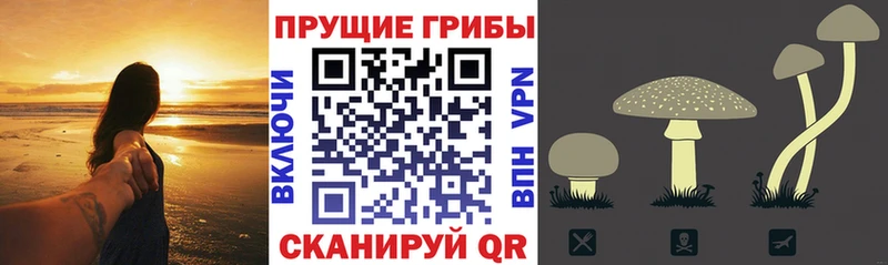 это Telegram купить наркотики цена Электроугли Псилоцибиновые грибы Psilocybe